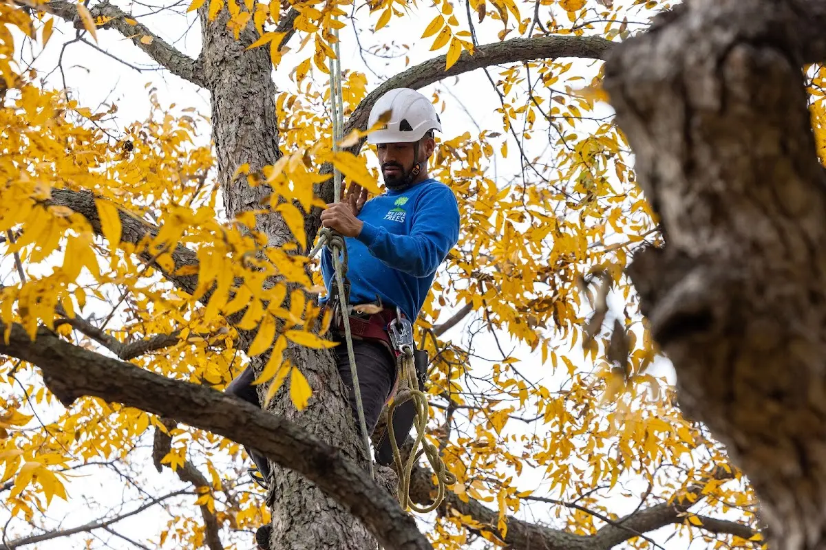 Skilled Tree Trimming crew working in Stoneham